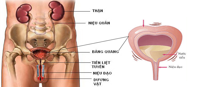 soi-bang-quang-1